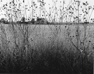 Distant farm structures appear on the far side of a field. In the foreground, wispy flowers partially obscure the buildings.