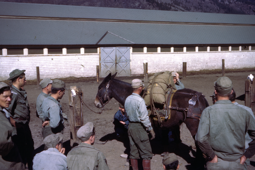 Color photo of a group of soldiers at Camp Hale with a mule. They are loading heavy burlap cargo onto the mule's back. There is a white barrack and a mountain behind them.