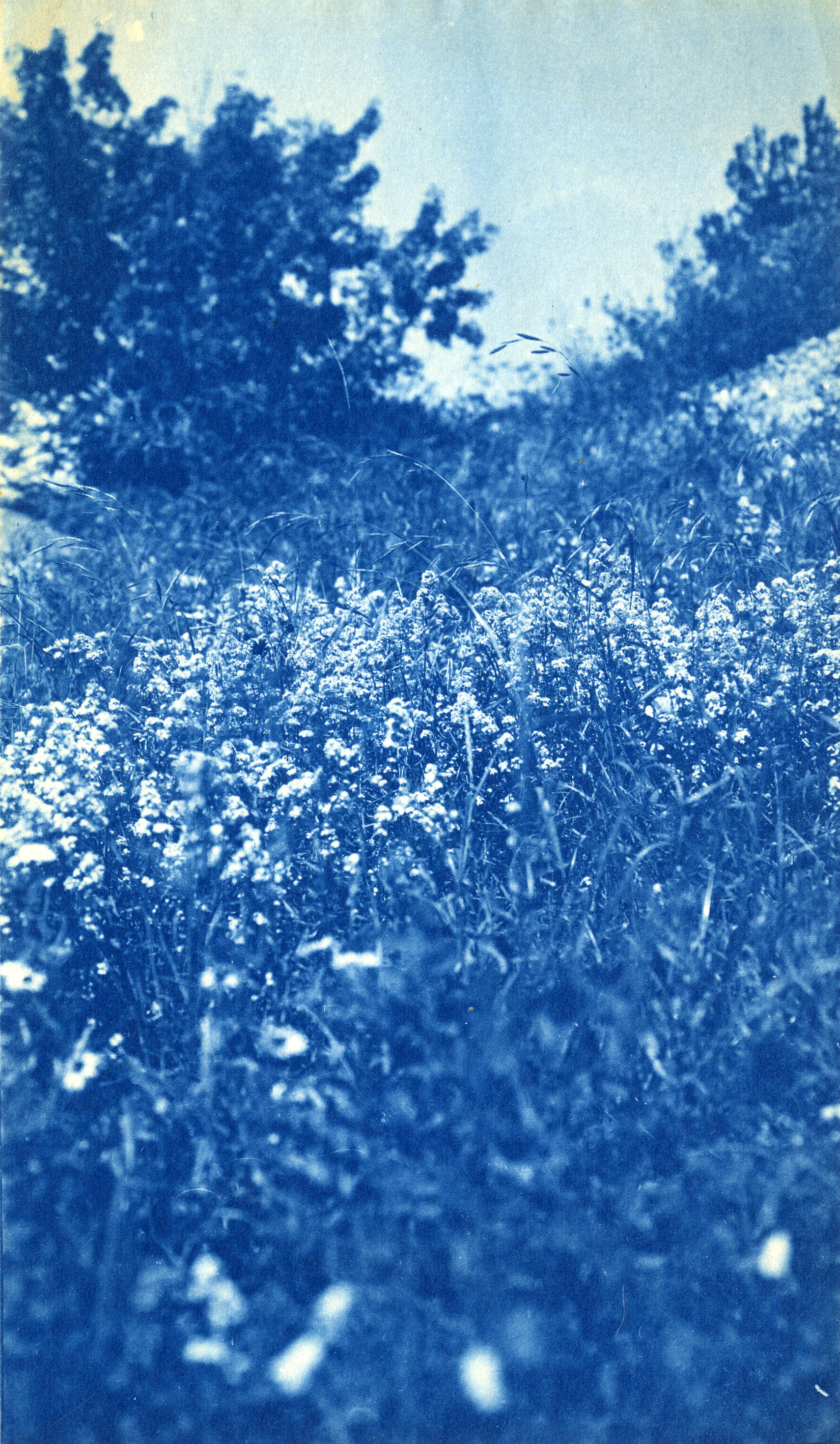 Cyanotypes: The origins of photography