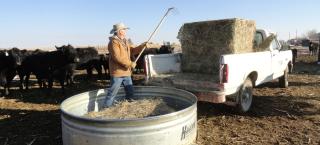 Jeff Smith feeding cattle at the Smith Ranch.