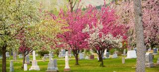 Grave markers in the Columbia Cemetery during the Spring, with flowering trees.