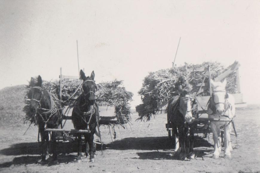 Historic photo showing mules hauling hay.