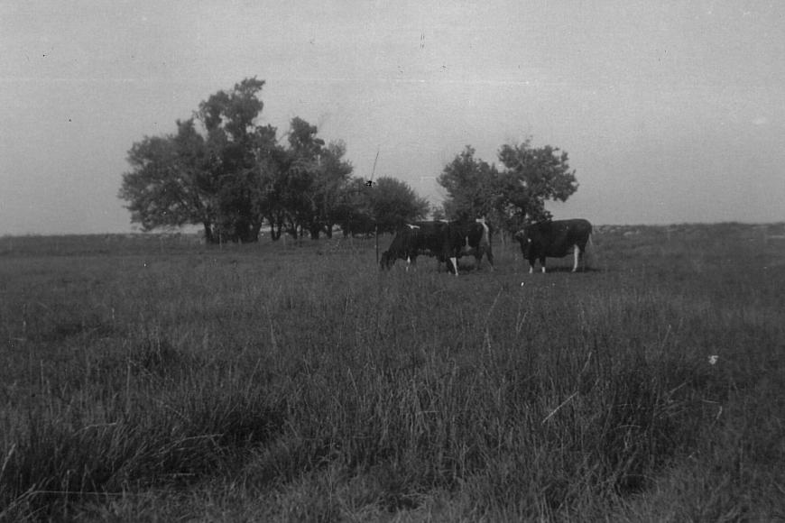 Field south of the old farm house, 1955.
