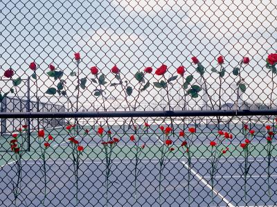 Roses placed in line on the fence at the school tennis courts.