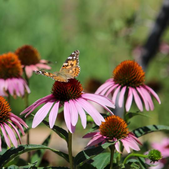 Colorado Flowers